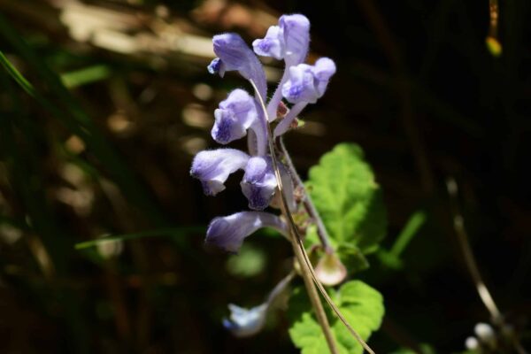 Baikal Skullcap Scutellaria Baicalensis 1 Scaled 1.jpg