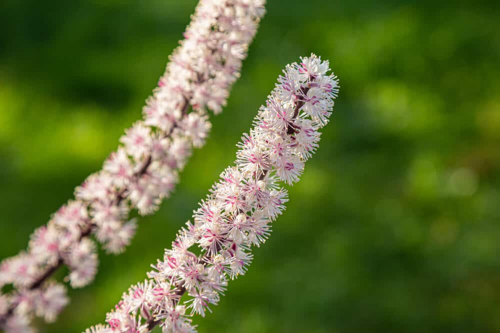 Blumen-von-Cimicifuga-racemosa