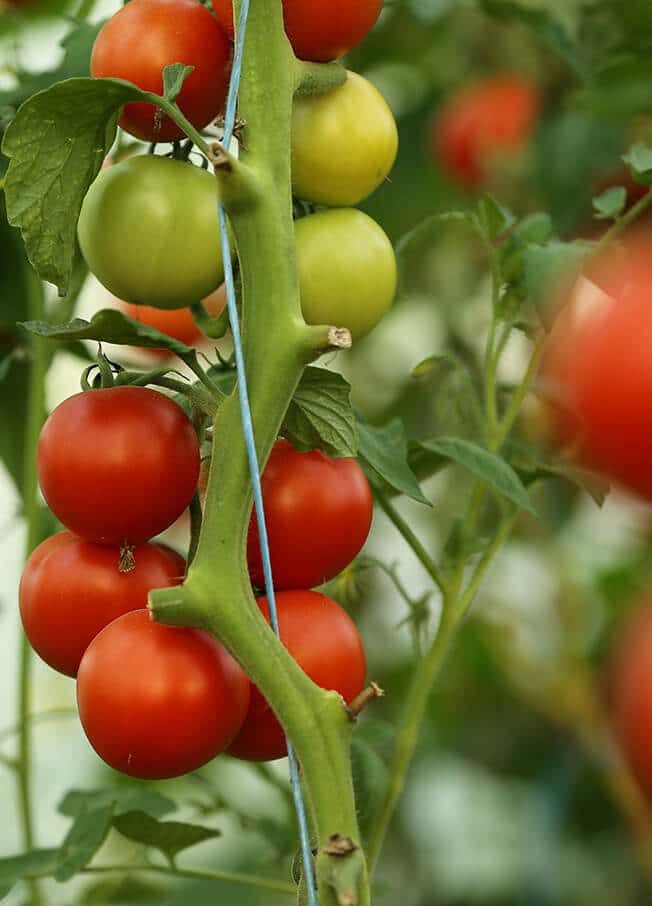 Tomatenpflanze mit roten und gruenen Tomaten