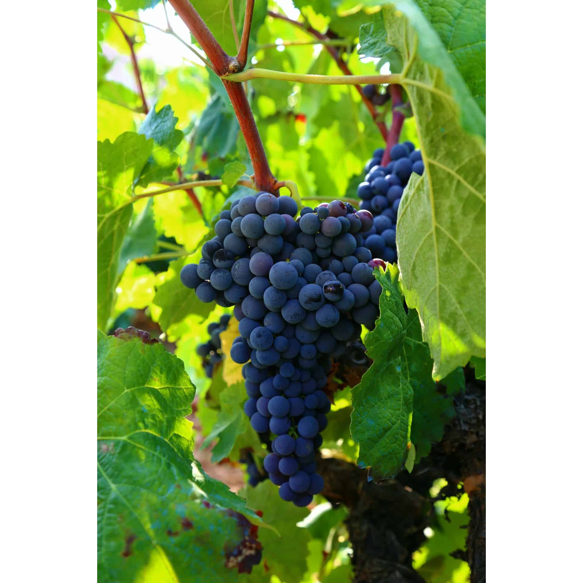 grapes on grape plant