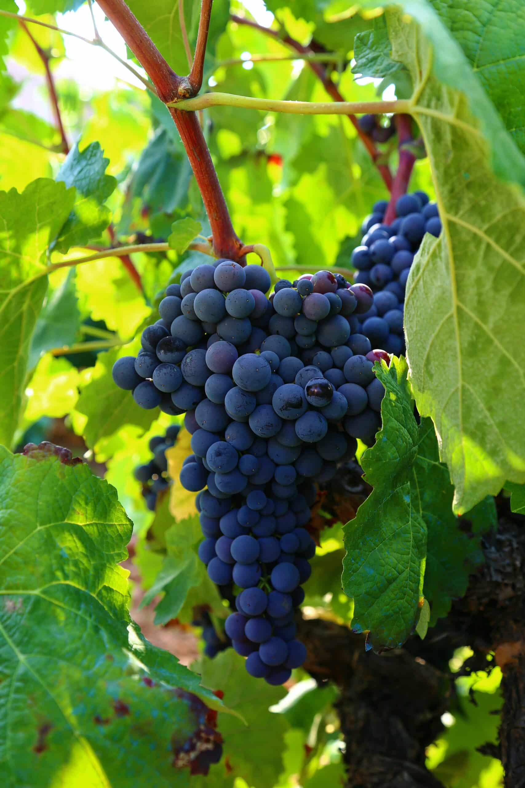 grapes on grape plant