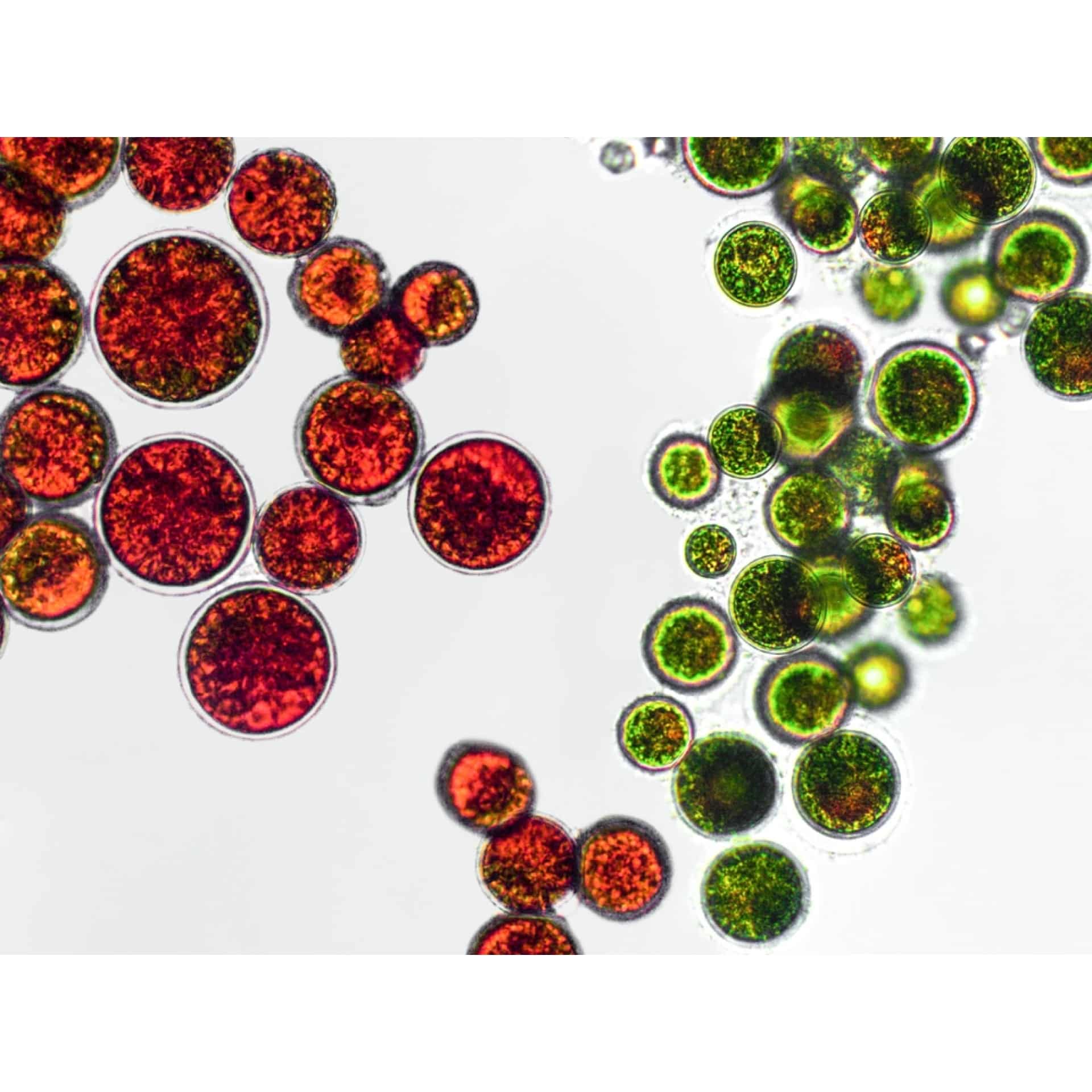 Microalgae in microscopic view