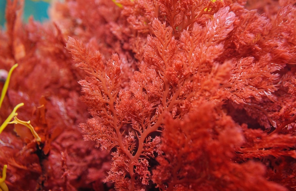 Rote Algen Plocamium Cartilagineum