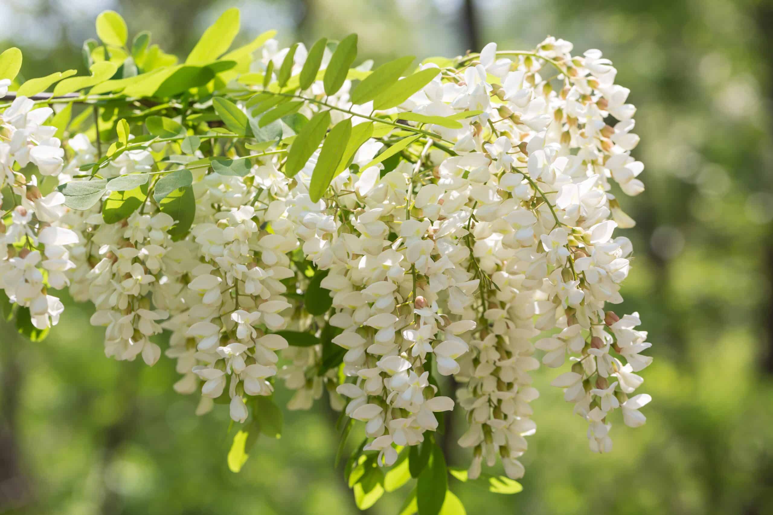 Flowers of the Japanese string tree